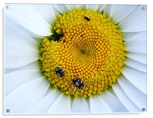 Pollen Harvest in the white daisy Acrylic by Patti Barrett
