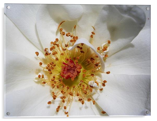 White Rose Gold Acrylic by Patti Barrett