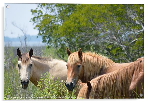 Gazing Horses Acrylic by Beach Bum Pics