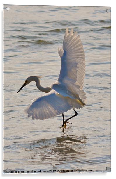 Egret Fishing Acrylic by Beach Bum Pics