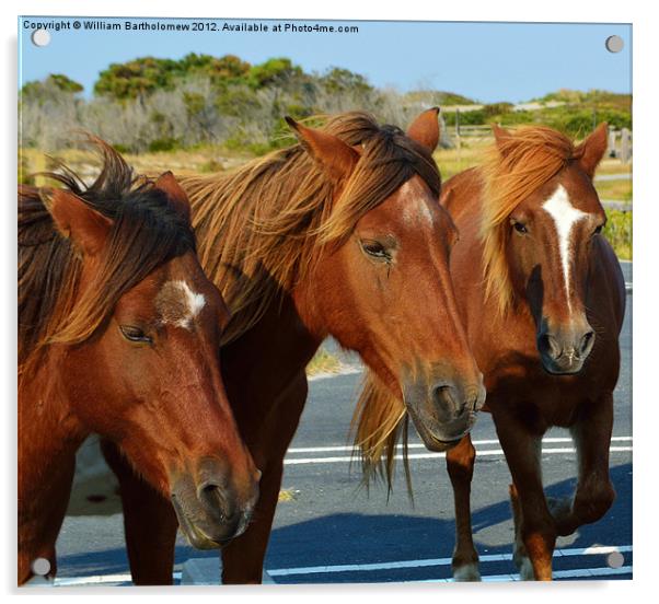 Wild Bunch Acrylic by Beach Bum Pics