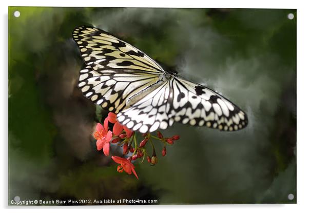Paper Kite Butterfly Acrylic by Beach Bum Pics