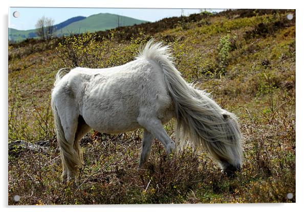Wild Mountain Pony Acrylic by Jed Pearson