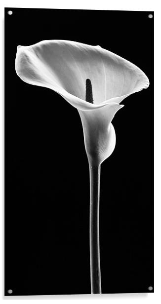 Arum Lily Acrylic by Jed Pearson