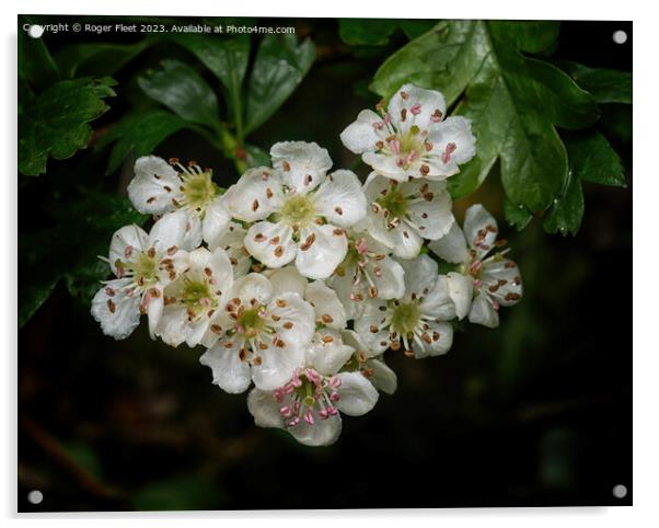 Hawthorn Blossom Acrylic by Roger Fleet