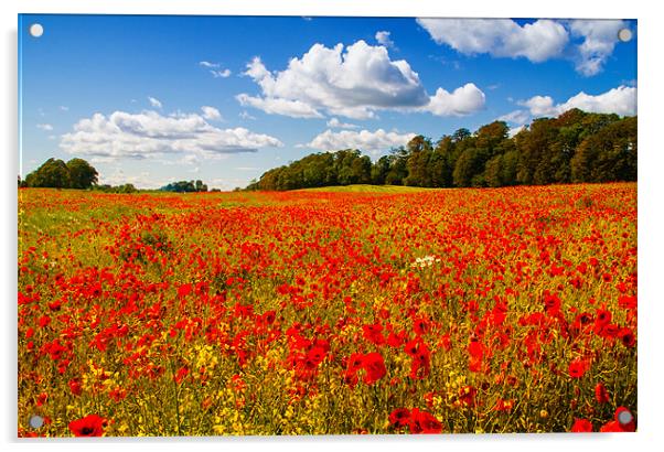 A field of poppies Acrylic by Adrian Maricic