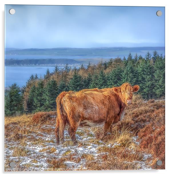 Hamish The Highland Cow Acrylic by Tylie Duff Photo Art