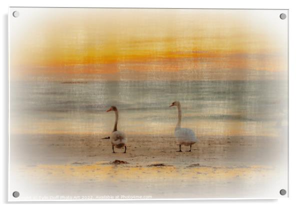 Swans At Sunset On Seamill Beach Acrylic by Tylie Duff Photo Art