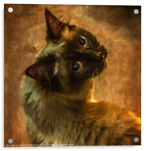 The Enigmatic Feline Gaze Acrylic by Tylie Duff Photo Art