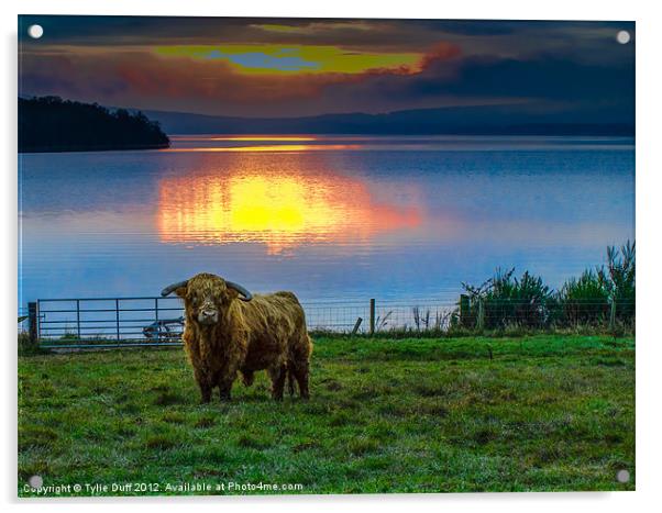 Highland Cow in Loch Lomond Sunset Acrylic by Tylie Duff Photo Art