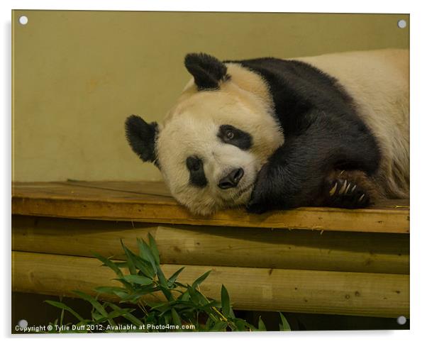 Tian Tian the Giant Panda Acrylic by Tylie Duff Photo Art