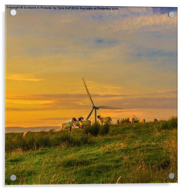 Dusk at Whitelee Wind Farm Acrylic by Tylie Duff Photo Art
