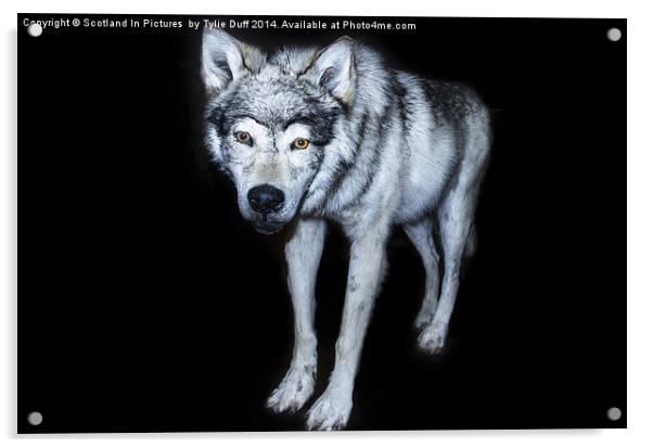 Wolf Canis Lupus Acrylic by Tylie Duff Photo Art