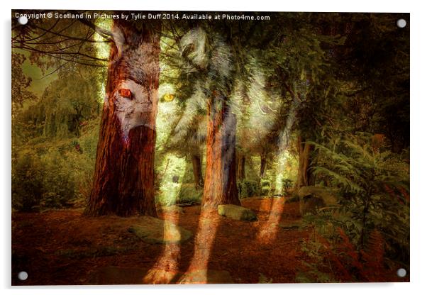  Spirit of The Timber Wolf Acrylic by Tylie Duff Photo Art