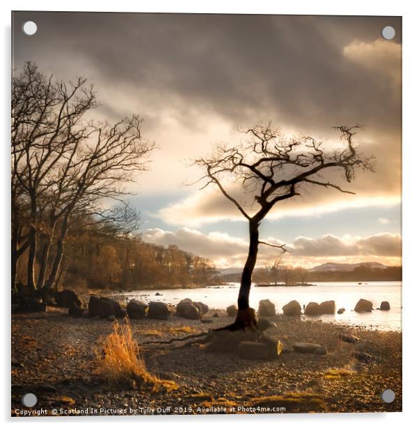 The Lone  Tree At Milarrochy Bay,Loch Lomond Acrylic by Tylie Duff Photo Art