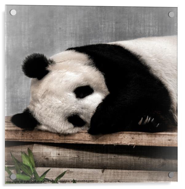 Giant Panda Tian Tian Acrylic by Tylie Duff Photo Art