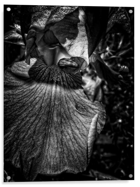Iris monochrome Acrylic by Philip Teale