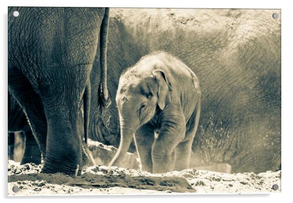 Elephant calf Acrylic by Philip Teale