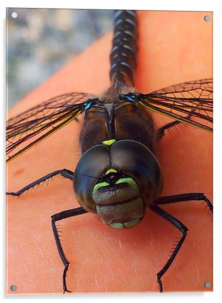 Dragonfly Acrylic by Chelsea Forbush