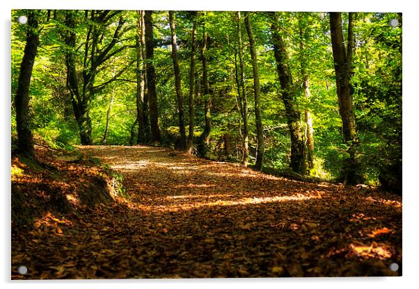 Woodland Walk, Trelissick Gardens, Truro, Cornwall Acrylic by Brian Pierce