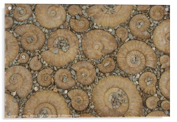Ammonite Pavement (Colour)  Acrylic by Brian Pierce