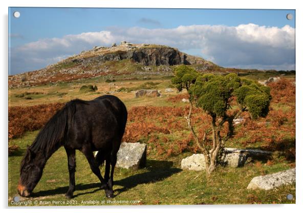 Pony grazing on Bodmin Moor, Cornwall Acrylic by Brian Pierce