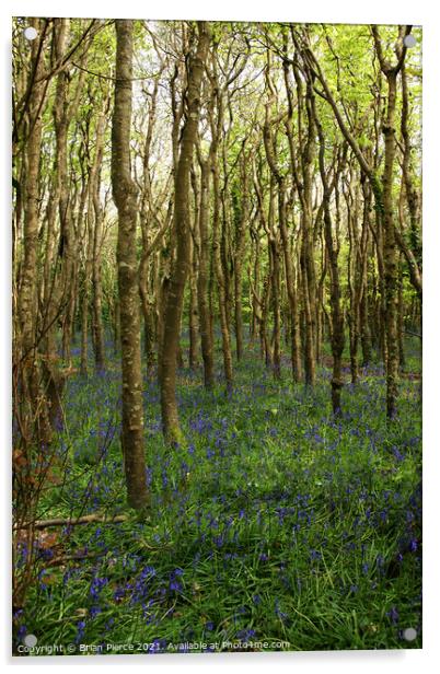 Bluebell Woods, Cornwall Acrylic by Brian Pierce