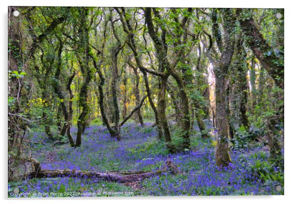 Bluebell Wood, Cornwall  Acrylic by Brian Pierce