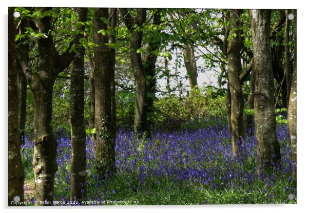 Bluebell Wood, Cornwall  Acrylic by Brian Pierce