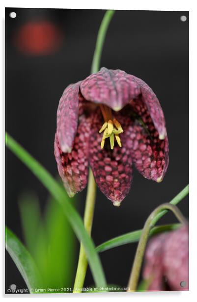 Snake's Head Fritillary  Acrylic by Brian Pierce