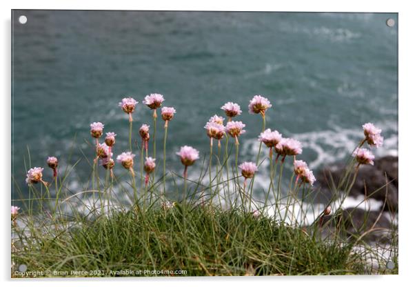 Thrift/Sea Pinks on the cliff above Prussia Cove Acrylic by Brian Pierce