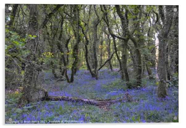 Bluebell Woods, Cornwall Acrylic by Brian Pierce
