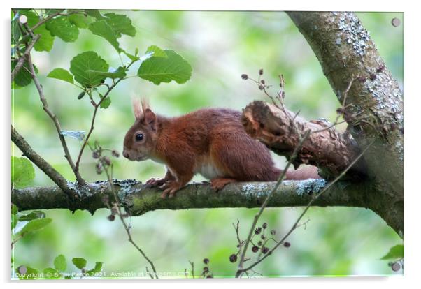 Red Squirrel  Acrylic by Brian Pierce