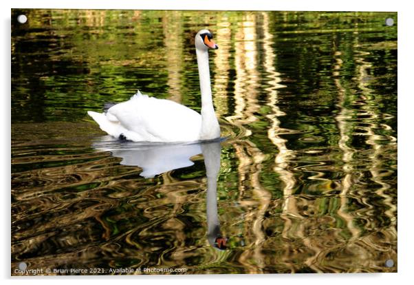 Swan Reflection Acrylic by Brian Pierce