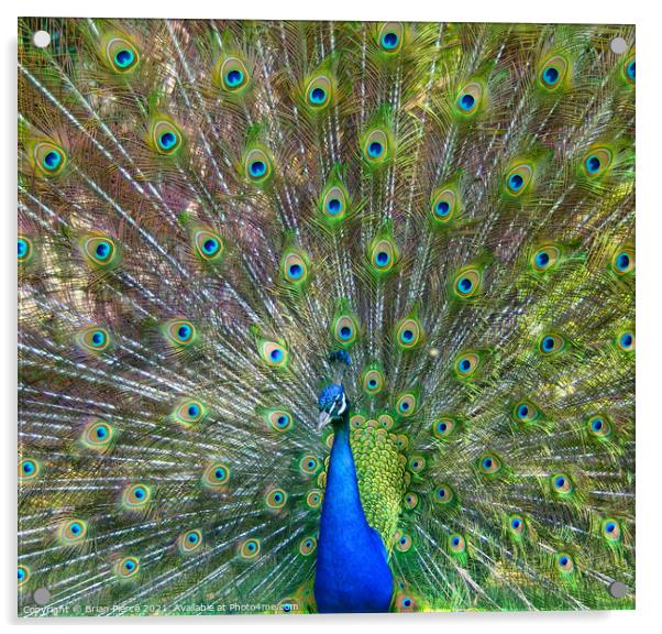 Peacock Displaying Acrylic by Brian Pierce