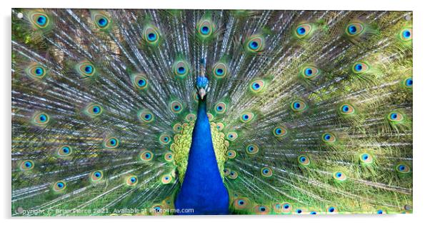 Peacock Displaying (Panorama) Acrylic by Brian Pierce