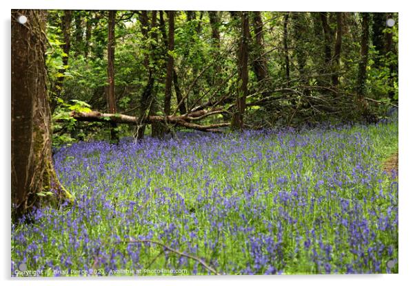 Bluebell Woods Acrylic by Brian Pierce