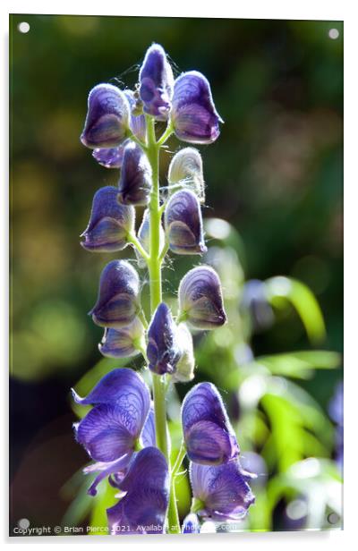 Purple Salvia Acrylic by Brian Pierce