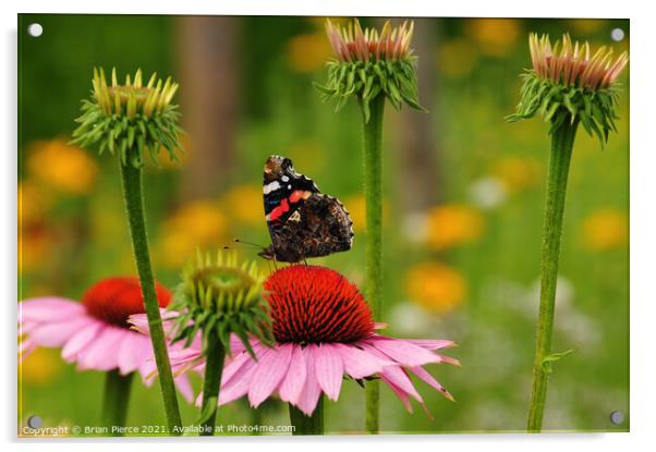 Red Admiral Butterfly on a Cone Flower Acrylic by Brian Pierce