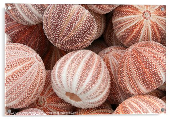 Sea Urchins Acrylic by Brian Pierce
