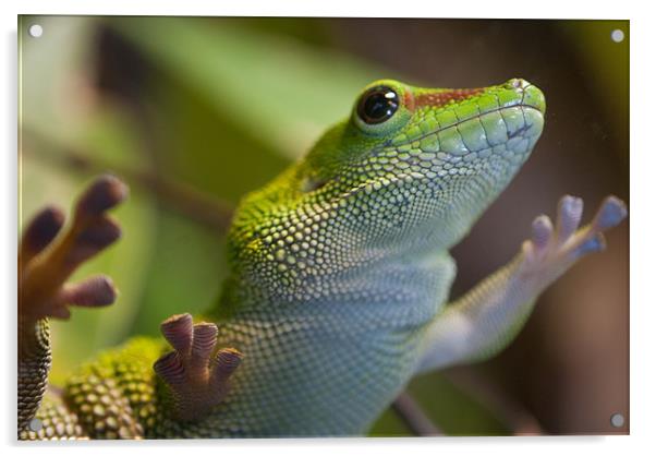 Green Lizard Acrylic by Gemma Davis