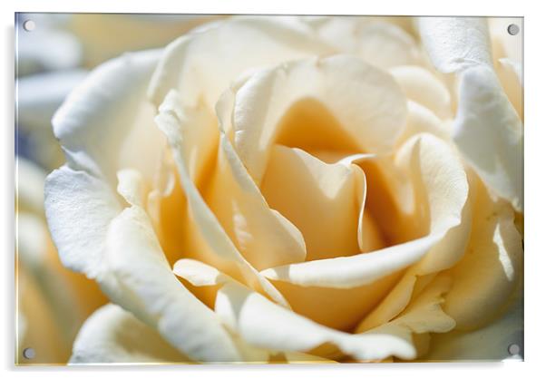 White Rose Acrylic by Gemma Davis