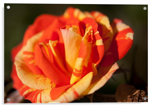 Multicoloured Rose Acrylic by Gemma Davis