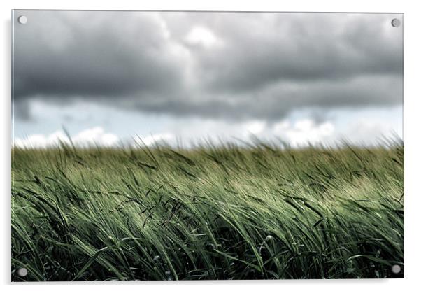 A field of young wheat Acrylic by David White