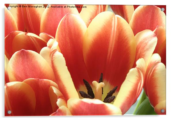 Tulips Acrylic by Ben Monaghan