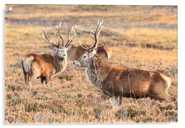  Stag on the march Acrylic by Aaron Casey