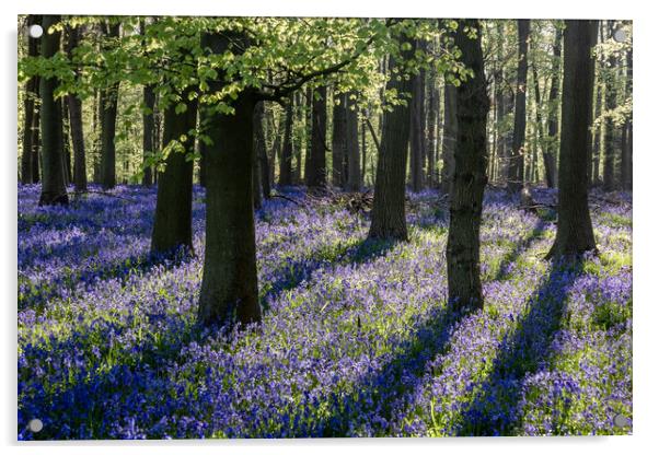 Bluebell Woods  Acrylic by Graham Custance