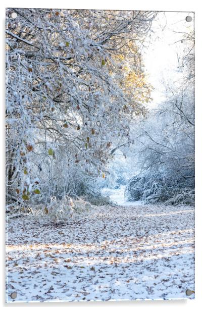 Ashridge in Winter Acrylic by Graham Custance