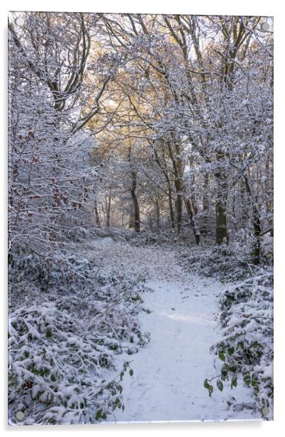 Serene Winter Wonderland at Ashridge Acrylic by Graham Custance