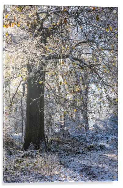 A Serene Winter Wonderland at Ashridge Acrylic by Graham Custance